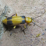 Ditylomorphus species
